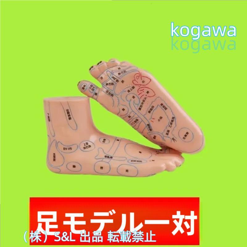 2個セット 足つぼ 模型 体系的に覚える ツボグッズ 足裏 あしつぼ 反射