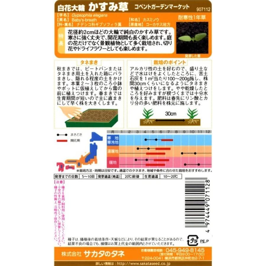 68 Off サカタのタネ 実咲花7112 白花大輪かすみ草コベントガーデンマーケット Riosmauricio Com