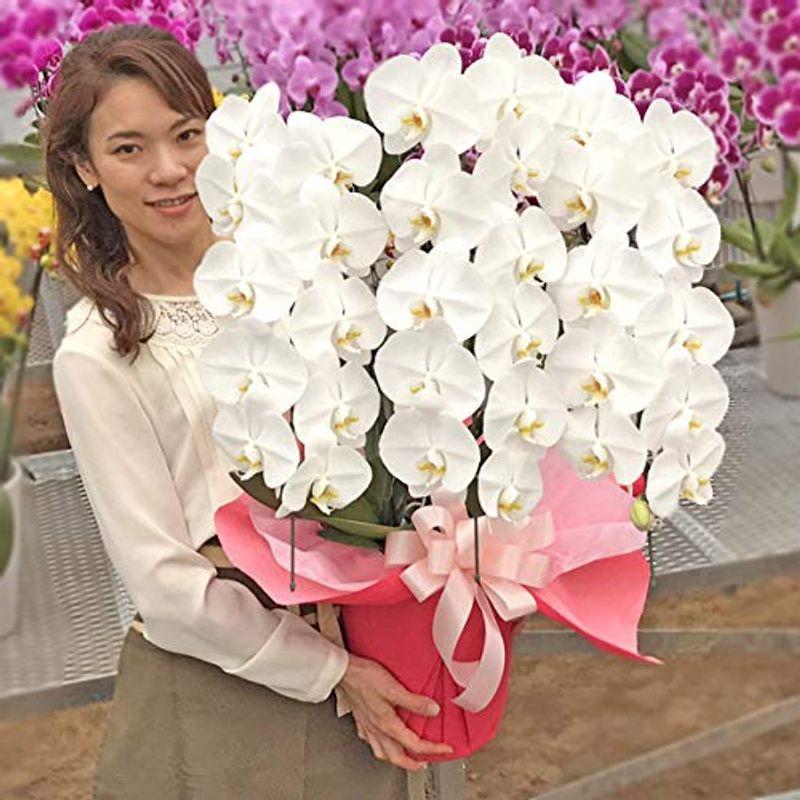 セレクトシリーズ ふじみ野ラン園 幸せが飛んでくる胡蝶蘭3本立ち 生花 敬老の日 お誕生日ギフトに最適 自宅用としても楽しめる花持ち 胡蝶蘭3本立ち 白 厚 半額販売中 Visitylojarvi Fi