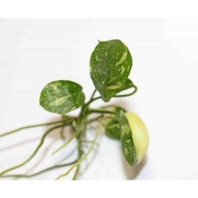 国内外の人気 アヌビアスナナ 班入り １株 無農薬 白い斑が華やか Wantannas Go Id