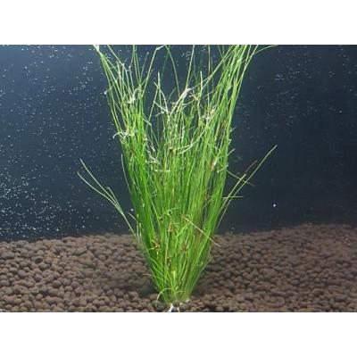 アンブレラプラント（5本）国産無農薬 ◇糸状の細長い水草