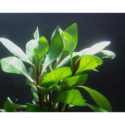 レッドルドウィジア ５本 水上葉 国産無農薬 赤色系の丈夫な水草 Bio022 ビーシュリンプ市場 通販 Yahoo ショッピング
