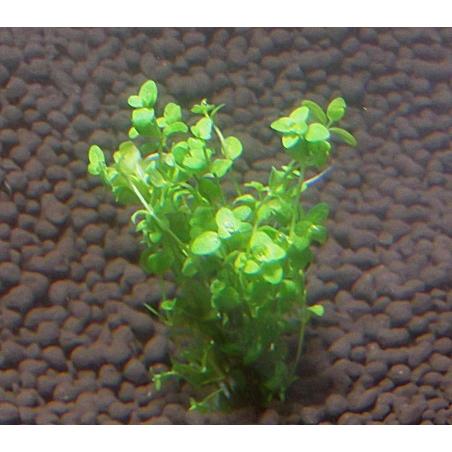 ニューパールグラス（５本）国産無農薬 ◆ライトグリーンの小さな葉が美しい◆｜beeshrimp-shop｜03