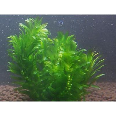 ウィローモス(1カップ)と アナカリス5本 無農薬 ◆丈夫で手間いらず◆|beeshrimp-shop|02