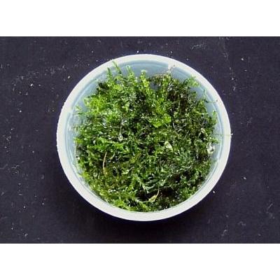 ウィローモス(1カップ)と アナカリス5本 無農薬 ◆丈夫で手間いらず◆|beeshrimp-shop|03