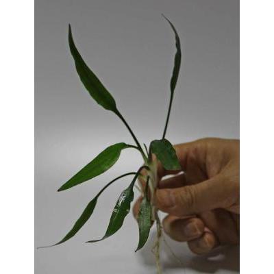 クリプトコリネ ルーケンス（5本）国産無農薬 ◇溶けない丈夫な 