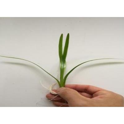 サジタリア ナタンス ５本 国産 丈夫な水草 現金特価