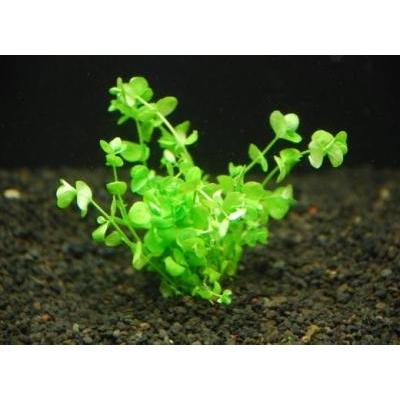 ラージパールグラス（30本）◆ライトグリーンの葉が美しい◆ 国産無農薬｜beeshrimp-shop