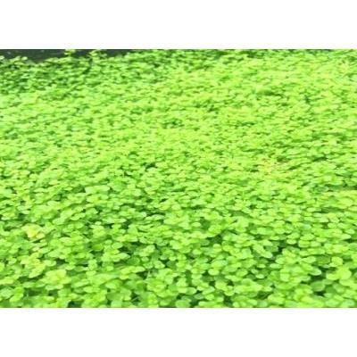 ラージパールグラス（30本）◆ライトグリーンの葉が美しい◆ 国産無農薬｜beeshrimp-shop｜02
