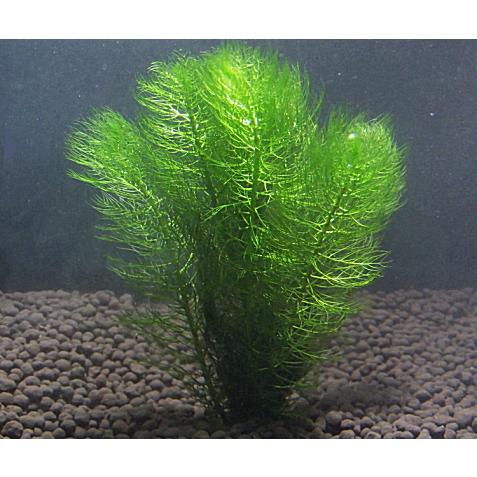 マツモ ５本 国産無農薬 丈夫で簡単 Icjpir Com