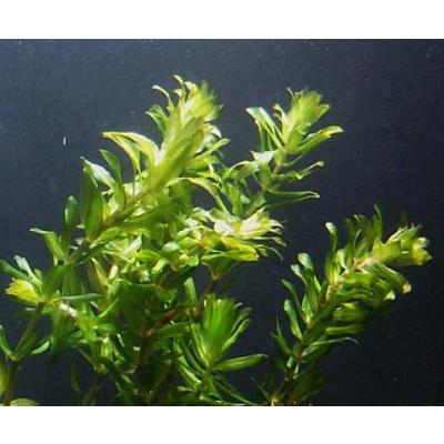 メダカ産卵用水草セット 国産 ◆メダカめっちゃ増える 浮かべるだけ◆|beeshrimp-shop|02
