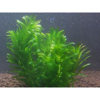 メダカ産卵用水草セット 国産 ◆メダカめっちゃ増える 浮かべるだけ◆|beeshrimp-shop|03