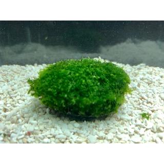 日本最大級の品揃え プレミアムグリーンモス 石付タイプ 無農薬 モスの王様 人気ナンバー１のモス Wantannas Go Id