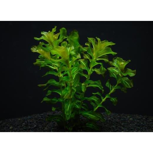 ヒロハノエビモ 5本 　独特の透明感 無農薬 日本水草 ◆独特の色彩と葉形、透明感が綺麗◆