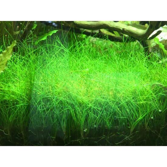 ショートヘアーグラス　1束（直径1cm）国産無農薬 ◆緑の草原◆