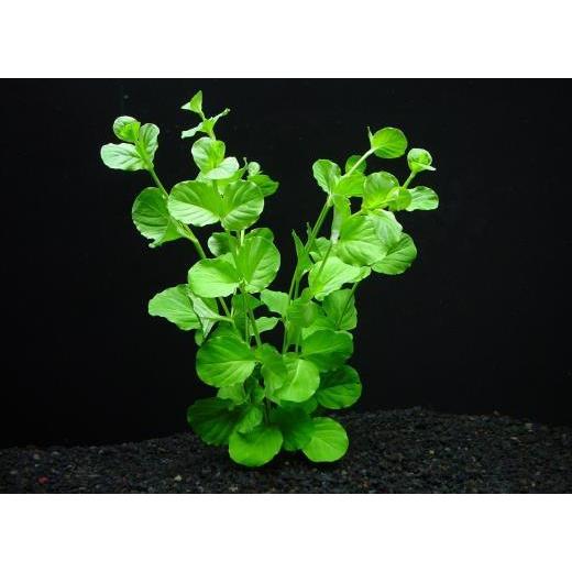 リシマキア ５本 国産無農薬 小さい丸い葉がかわいい メール便無料