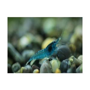 ルリーシュリンプ ベルベットブルー１０匹セット べったりブルー Majesticxpress Com