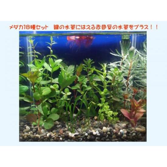 メダカやテトラ向け小型水槽18種 簡単育成水草セット 赤色豊富タイプ 無農薬 緑色の水草に赤色が映える 13周年記念イベントが