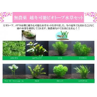 越冬可能水草セット 無農薬 メダカ 金魚 ビオトープに Okaidoku004 ビーシュリンプ市場 通販 Yahoo ショッピング