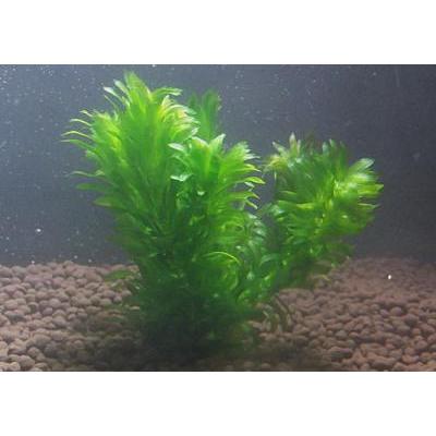 新作アイテム毎日更新 ウィローモス １カップ と アナカリス５本 無農薬 丈夫で手間いらず Rmladv Com Br