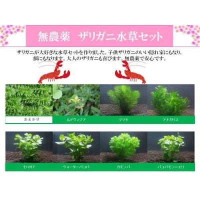363円 最大49 Offクーポン ザリガニ水草セット 無農薬 繁殖 隠れ家にも