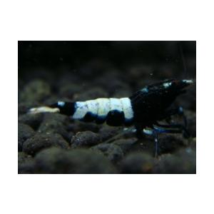 ブラックビーシュリンプ ピント スポットなし Aクラス 観賞魚生体 シュリンプ ザリガニ 甲殻類 ５匹