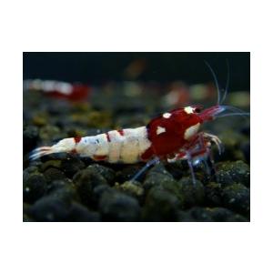 日本製 レッドビーシュリンプ ピント スポットあり Sクラス レッドピントシュリンプ ５匹セット 極美のsクラス 新品 Cepici Gouv Ci