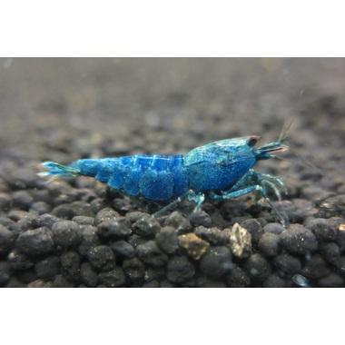 ターコイズディープブルー１匹 無農薬水草 １０００円分相当 と繁殖液 15ｃｃ 約2 3カ月分付き 濃いブルーが全体の７割以上に載ってる個体 この強い青みは圧巻です 水槽の中でもひときわ目立つことまちがいなしです 納品までお時間を頂く場合がございます