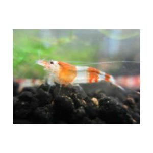 レッドビーシュリンプバンドｌｏｗグレード 10匹セット 苔取りに活躍 上品な