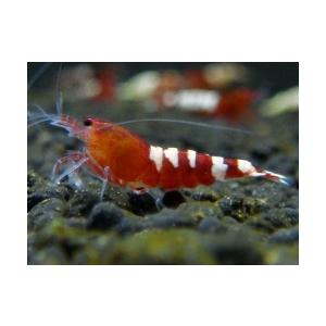 値頃 魅力はシャドー系では出せない表現だが色合いは濃い色をしている 極美 ピント スポットなし Aクラス レッドピントシュリンプ 10匹セット レッドビーシュリンプ 観賞魚生体