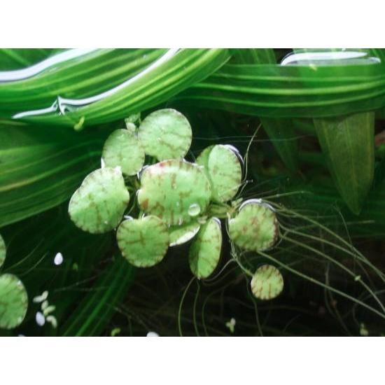 世界的に有名な アマゾン フロッグピット 5株 国産無農薬 緑色の丸葉がカワイイ浮草 Wantannas Go Id