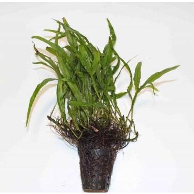 高額売筋 ミクロソリウム トライデント ３株 無農薬 三つ叉が特徴