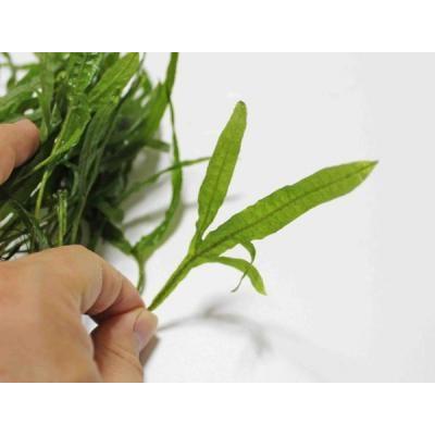 ミクロソリウム・トライデント（3株）無農薬 ◇三つ叉が特徴