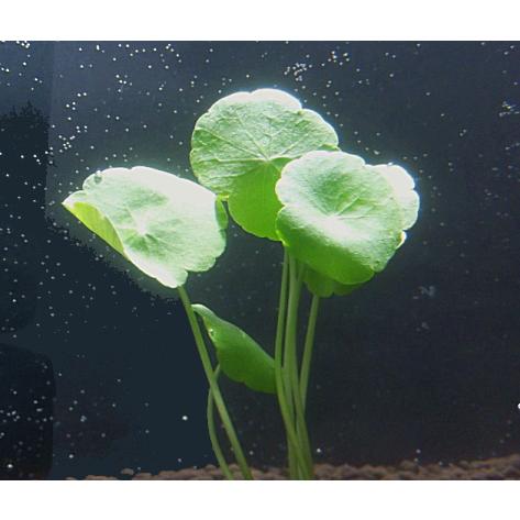 ウォーターマッシュルーム（5本）国産無農薬 ◇キノコのイメージの