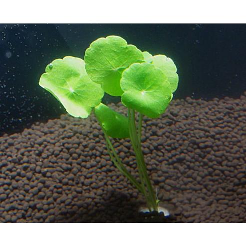 ウォーターマッシュルーム（5本）国産無農薬 ◇キノコのイメージの