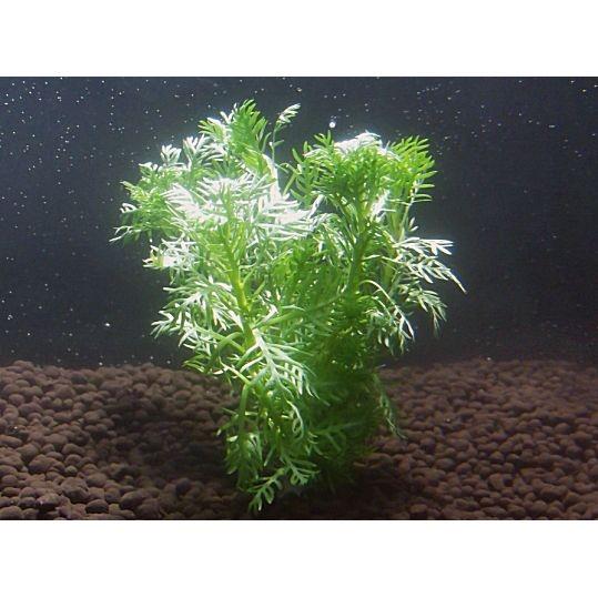 ホトニア（５本）水上葉 国産無農薬 ◆雪の結晶のような葉が美しい◆｜beeshrimp-shop