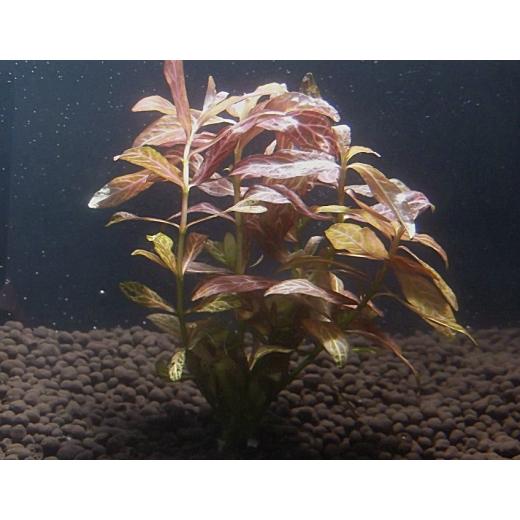 ハイグロフィラ ロザエネルビス ５本 国産無農薬 赤色の葉が綺麗 Manastirea Hadambu