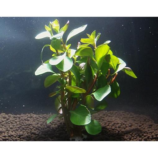 レッドルドウィジア ５本 水上葉 国産無農薬 赤色系の丈夫な水草 Yuukei Red012 ビーシュリンプ市場 通販 Yahoo ショッピング