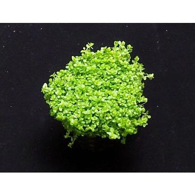 キューバパールグラス(5×5cmサイズ)無農薬 ◆幻想的な前景種◆|beeshrimp-shop|02