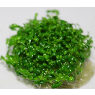 ミニグロッソスティグマ 国産無農薬 普通のグロッソスティグマの半分の大きさ オープニング