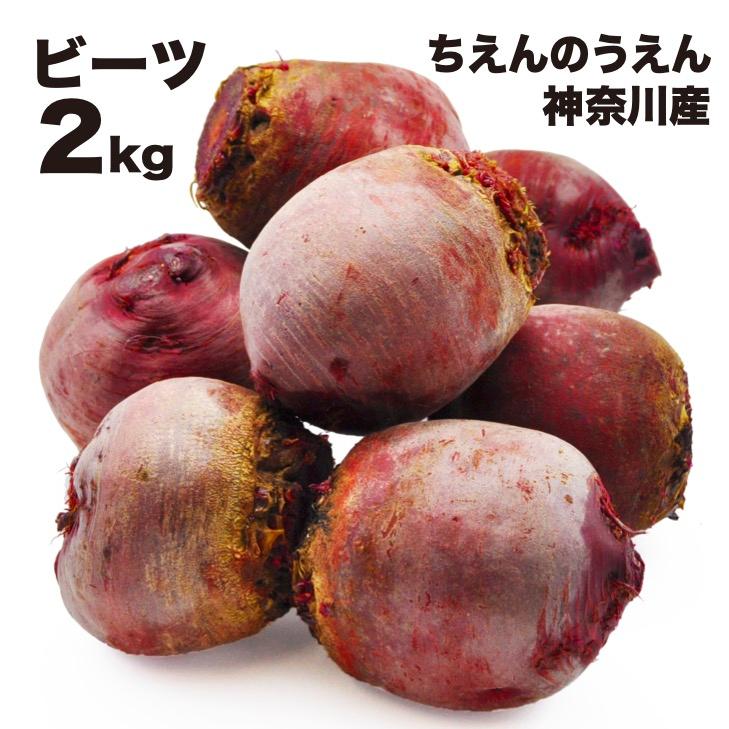 ビーツ 柔らかな質感の ２kg 無農薬 ちえんのうえん 神奈川県産 農家直送 ビートルート 食べる輸血 スーパーフード 国産 テーブルビート 日本全国 送料無料