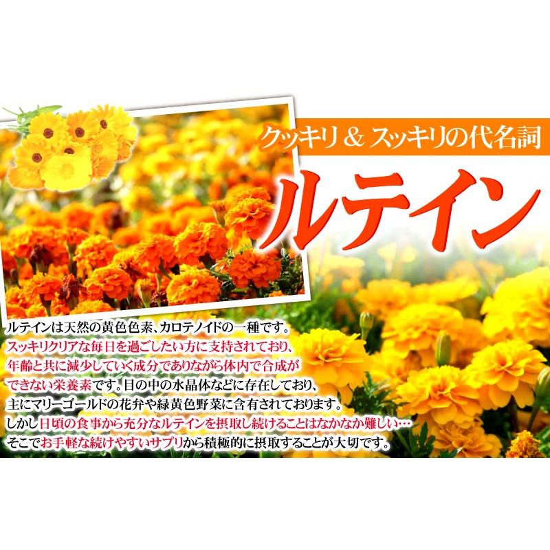 ビルベリーサプリ お試し 1粒600mg 高配合【メール便送料無料】100倍濃縮ビルベリー&ルテイン |  | 10