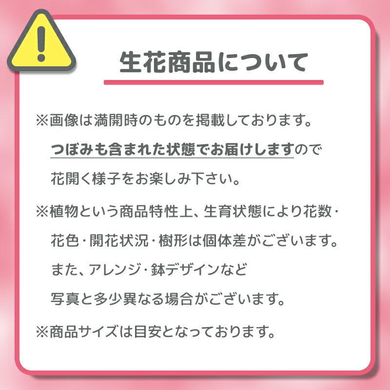 母の日 2025 ギフト プレゼント ブーゲンビリア「ピンク系複色 母の日 2025 ギフト プレゼント ブーゲンビリア「ピンク系複色