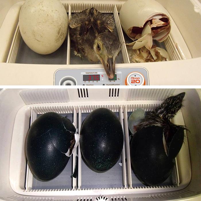 ビッグママ20DO 全自動孵卵器(ふ卵器・ふ化器) : eバード - 通販 ビッグママ20DO 全自動孵卵器(ふ卵器・ふ化器) : eバード - 通販