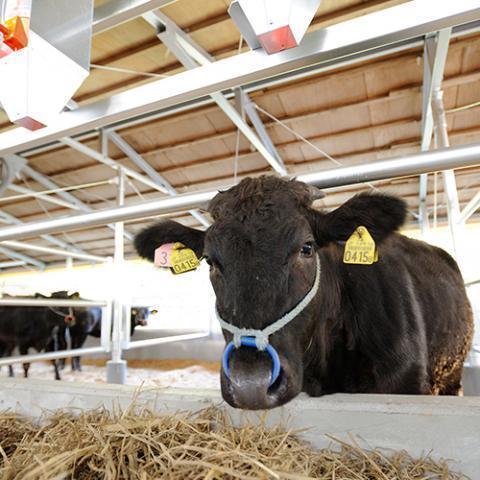 松阪牛 焼肉 肉 牛肉 和牛 国産 最高級 カルビ ギフト A5 三角バラ 霜降り 赤身 贈り物 プレゼント 食べ物 BBQ 二次会 景品 1,500g 1.5kg 8〜10人前｜beliem｜05