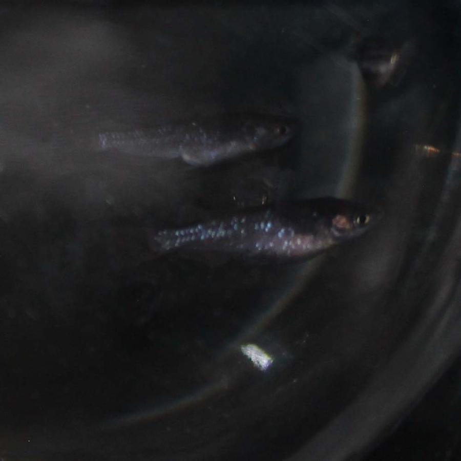 国内発送 観賞魚 メダカ ブラックダイヤメダカ 3匹 オロチラメメダカ Shipsctc Org