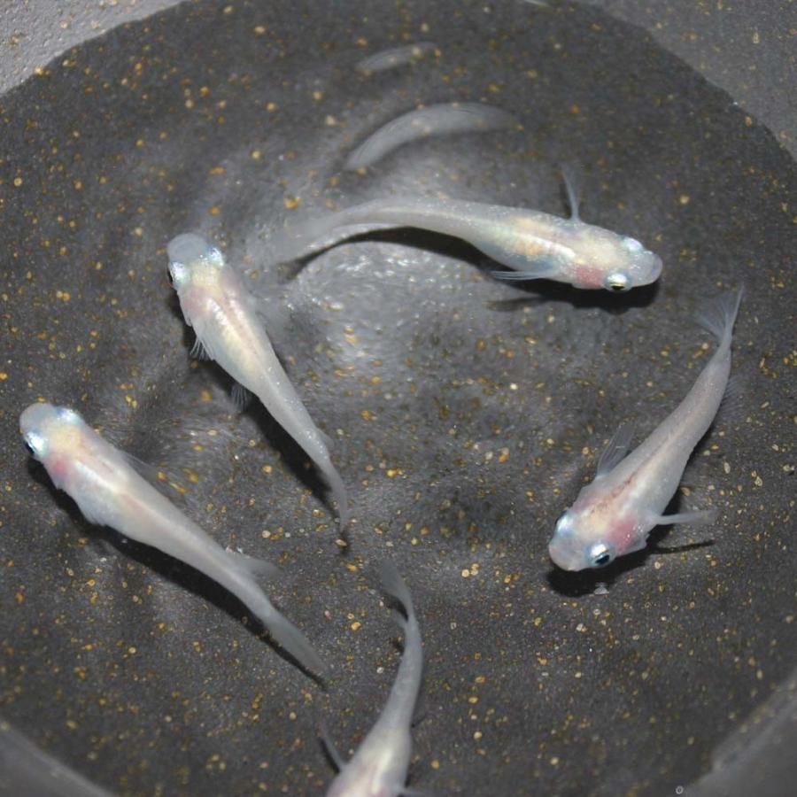 めだか 生体 紅ほっぺ 白透明鱗めだか メダカ 年間定番 M L ホワイト 5匹 種親サイズ 2 5 4cm 白メダカ