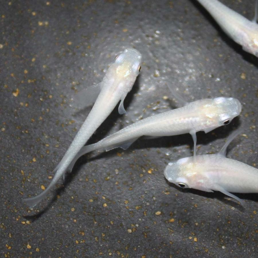 セール中】めだか 生体 ピュアホワイトメダカ M〜L（2〜5cm）種