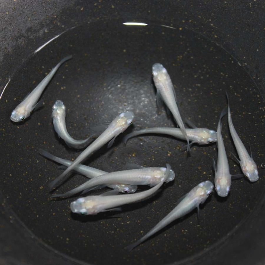 最旬トレンドパンツ 白メダカ 10匹 白めだか ホワイトメダカ 送料無料 Shipsctc Org