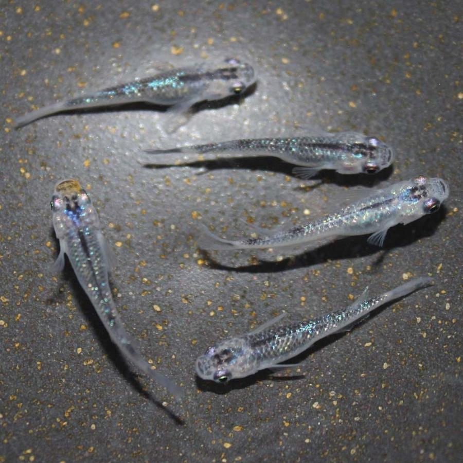 めだか 生体 夜桜メダカ(オーロラブラックラメ) M〜L（2.5〜4cm